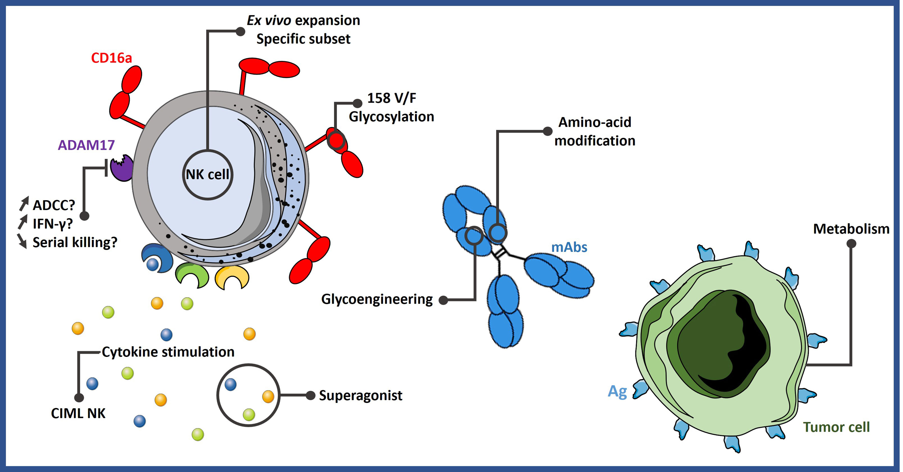 Frontiers | From CD16a Biology to Antibody-Dependent Cell-Mediated  Cytotoxicity Improvement