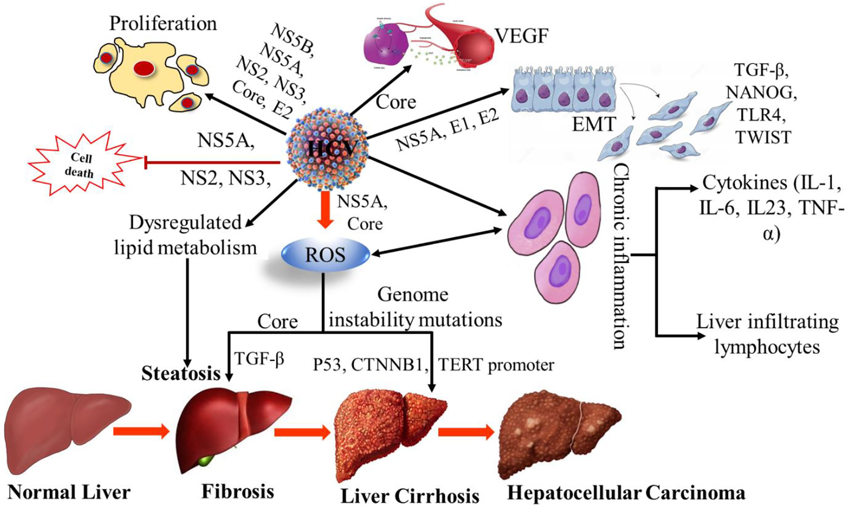 literature review on hepatitis c virus