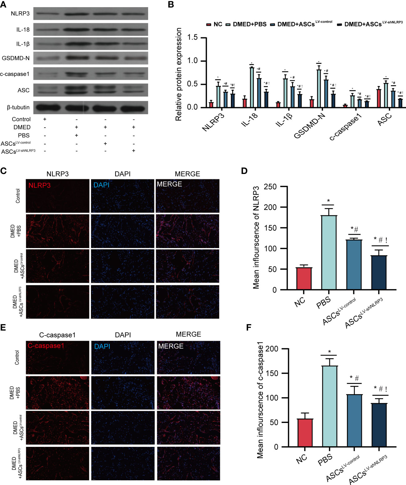 Frontiers | NLRP3 downregulation enhances engraftment and functionality ...