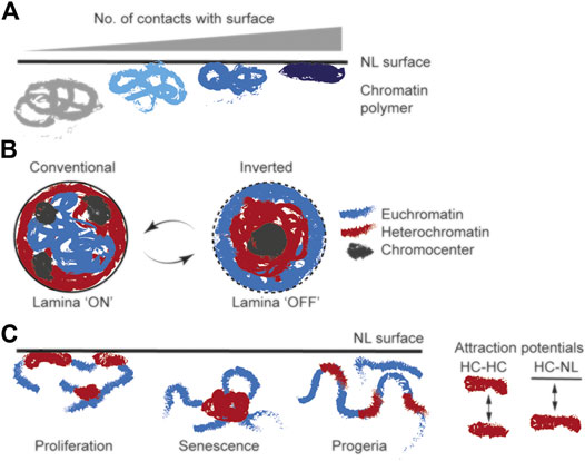 Frontiers | Biology and Model Predictions of the Dynamics and Heterogeneity  of Chromatin-Nuclear Lamina Interactions