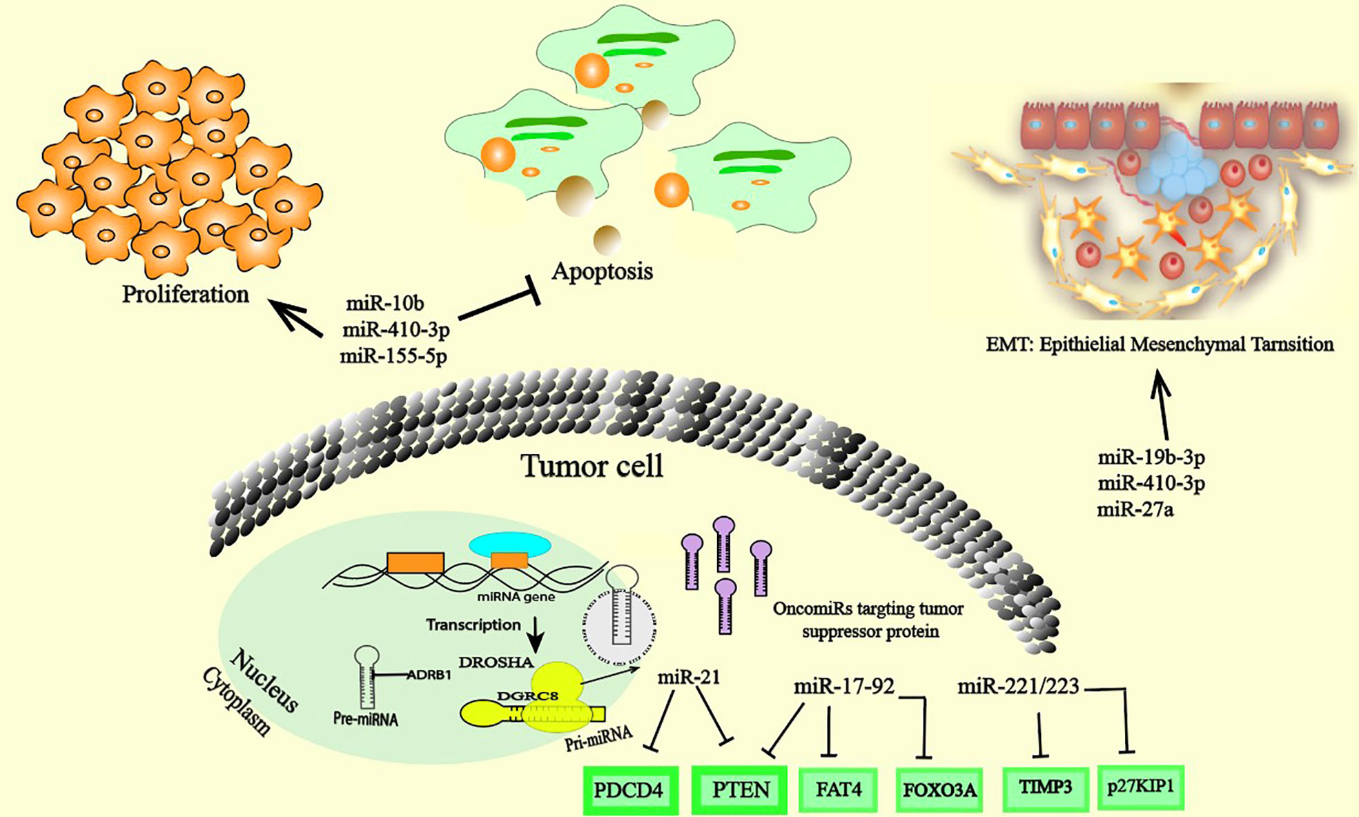 Frontiers  MicroRNA-34a: Potent Tumor Suppressor, Cancer Stem Cell  Inhibitor, and Potential Anticancer Therapeutic