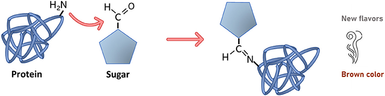 Figure 1 - Maillard reaction between a specific part of the sugar, called the carbonyl group, and amino group of a protein.