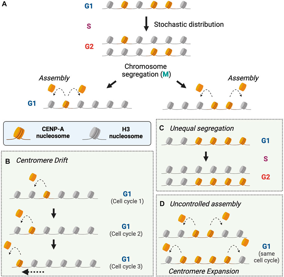 Stable inheritance of H3.3-containing nucleosomes during mitotic cell  divisions