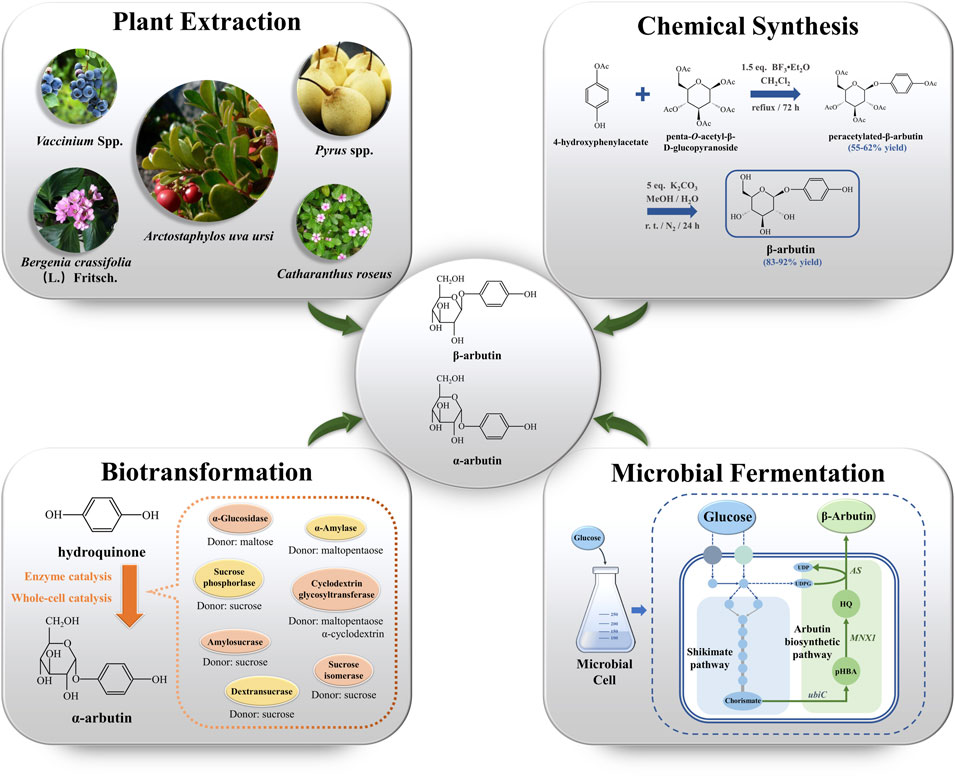 PDF) Aroma active alkylated pyrazines are produced by Basfia  succiniciproducens as by‐products of succinic acid production