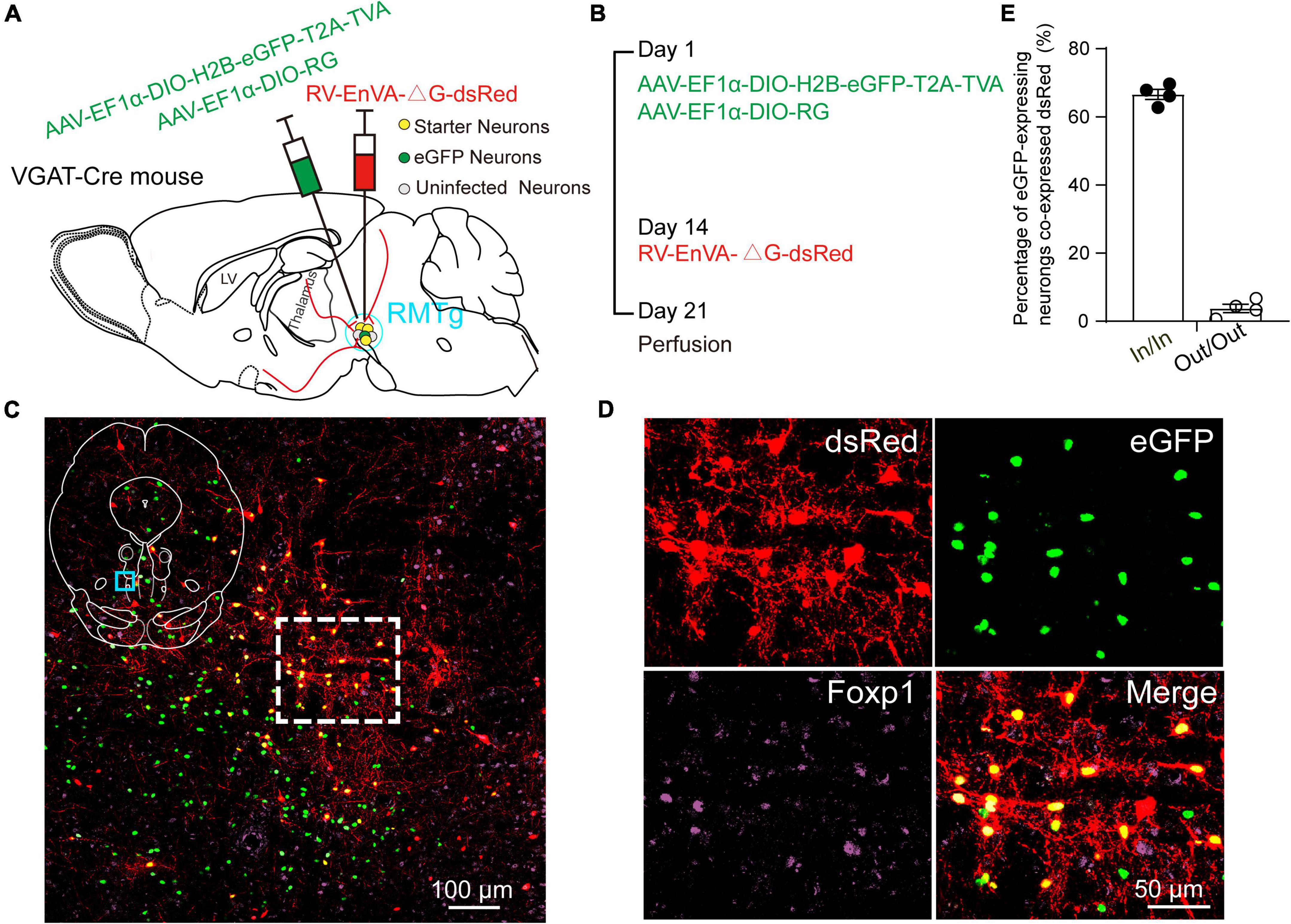 Frontiers Whole Brain Monosynaptic Afferents to Rostromedial