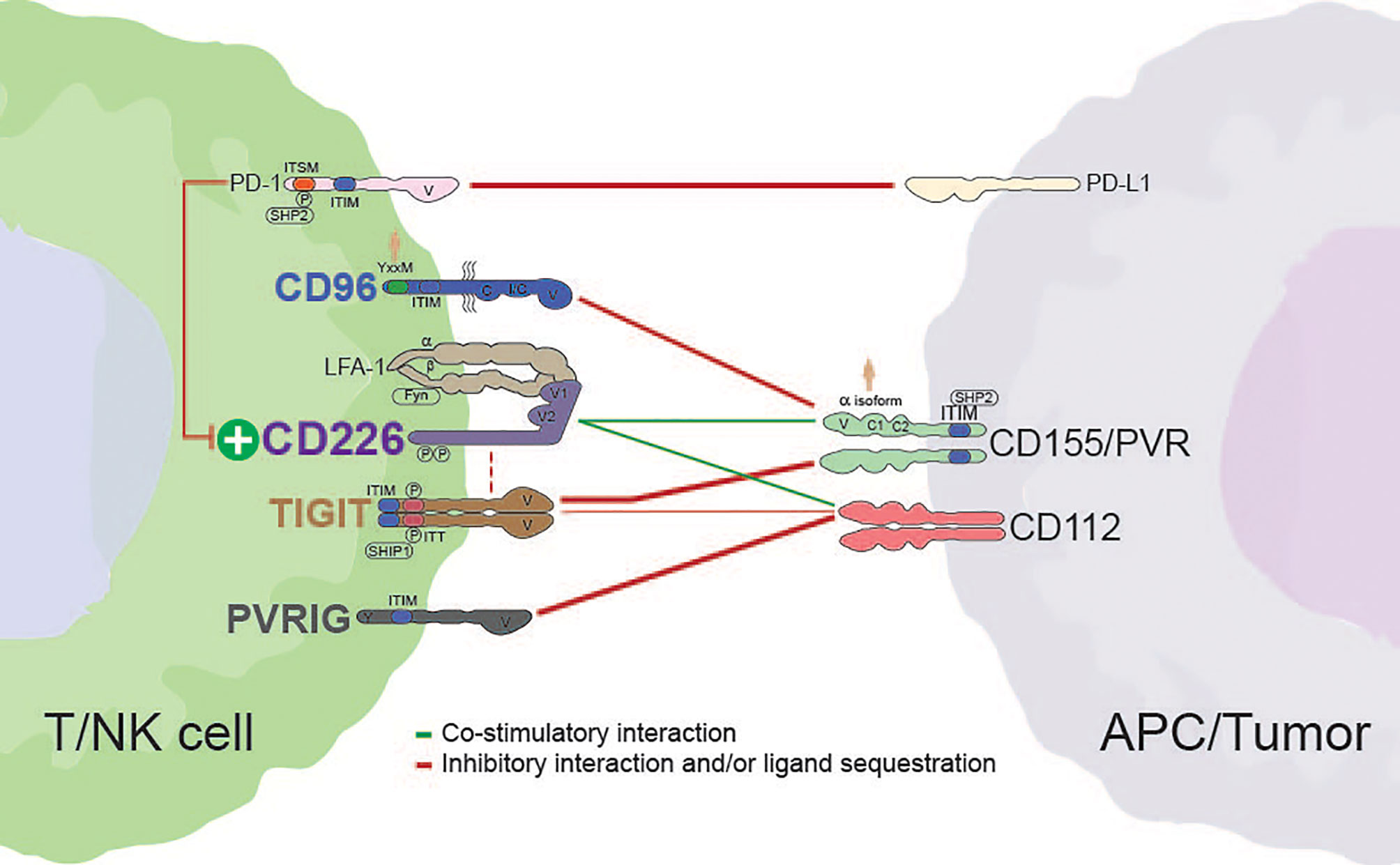 Frontiers Emergence Of The Cd226 Axis In Cancer Immunotherapy