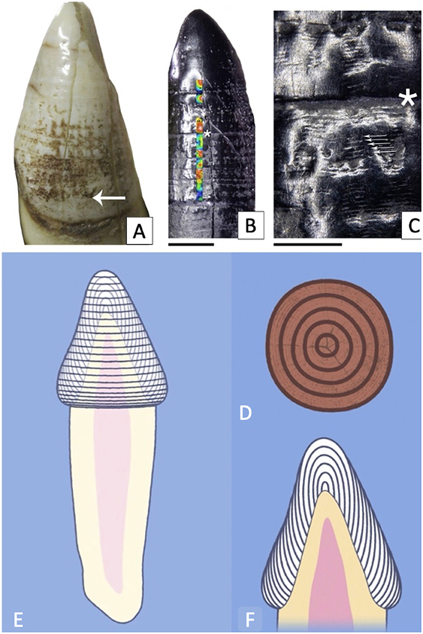 Figure 2 - (A) Example of stress lines in a real orangutan canine.
