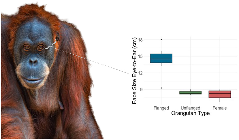 Figure 3 - We measured the face sizes of male (flanged and unflanged) and female orangutans, from the eye to the ear (illustrated in a gray bracket).