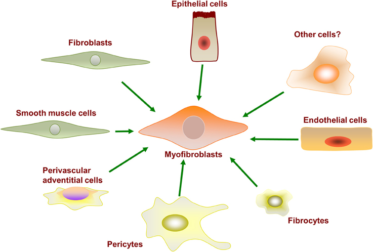 Frontiers  Fibrocytes: A Critical Review and Practical Guide