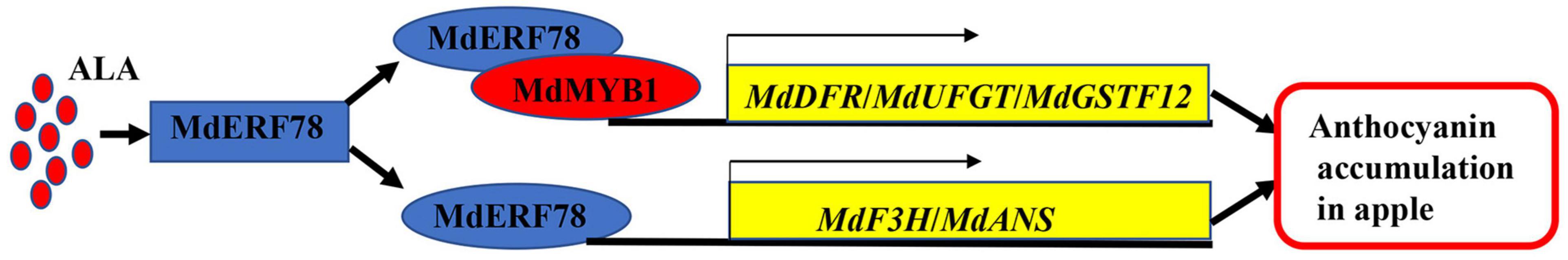 www.frontiersin.org
