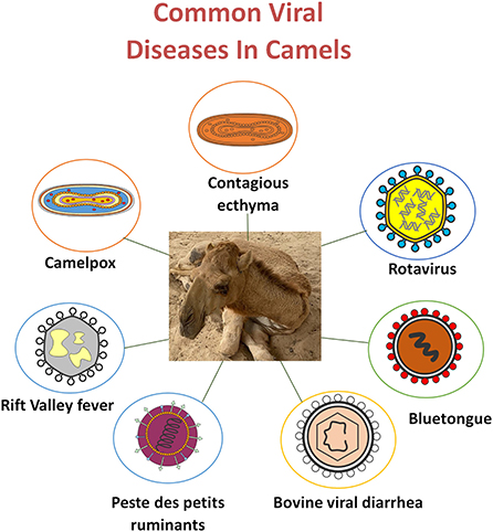 Frontiers | Camel viral diseases: Current diagnostic, therapeutic, and  preventive strategies