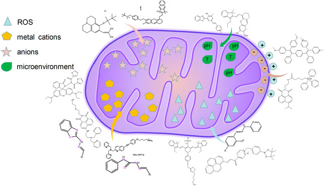 Multicore Manganese Ferrite Nanoparticles for Theranostics