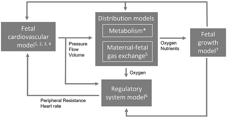 Régulation de la circulation fœtale placentaire - ScienceDirect