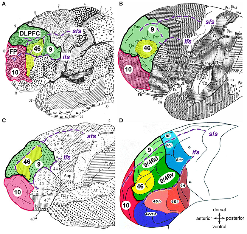 Frontiers  Cytoarchitecture, intersubject variability, and 3D mapping of  four new areas of the human anterior prefrontal cortex