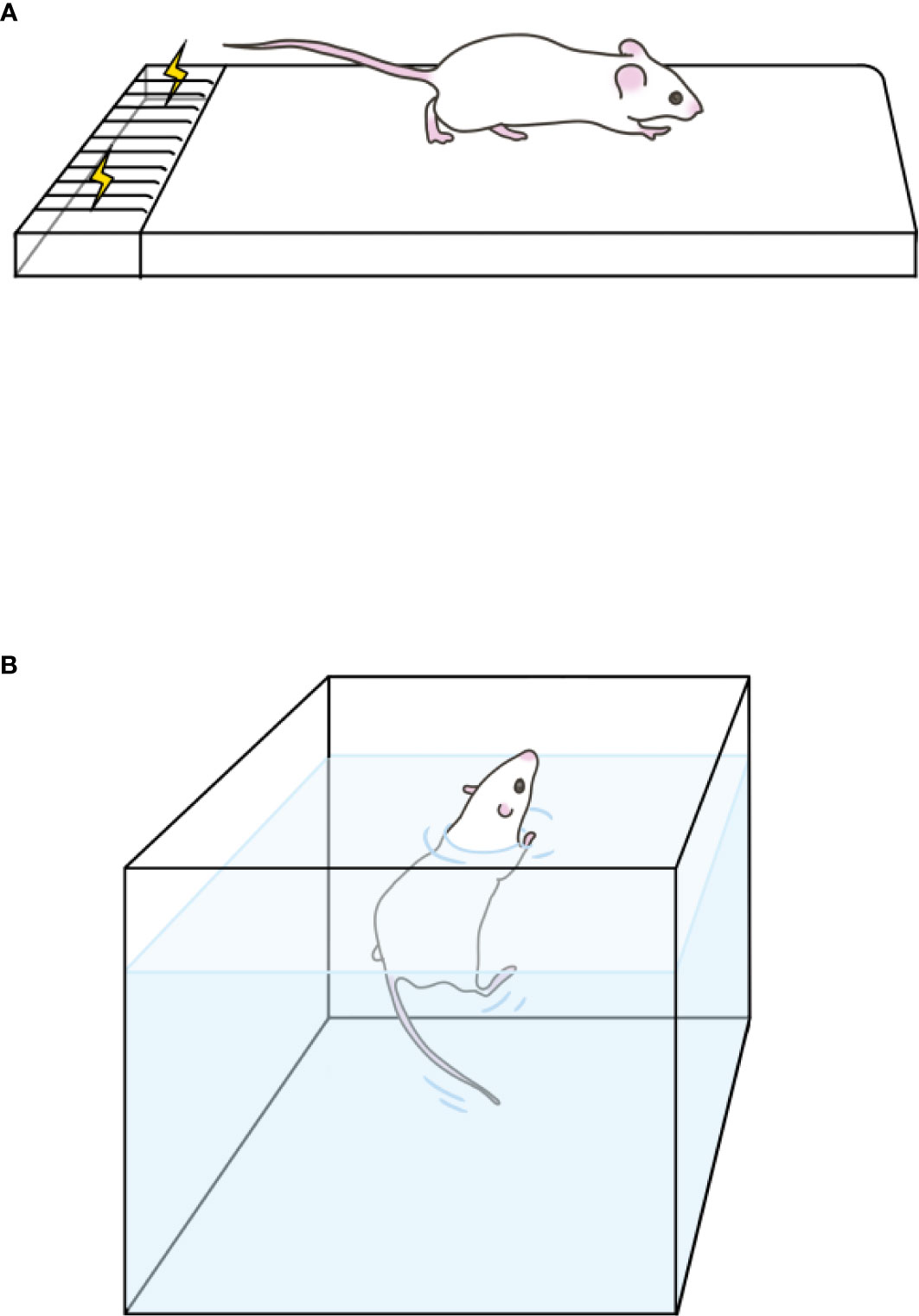 Frontiers Establishment And Identification Of An Animal Model Of Long 
