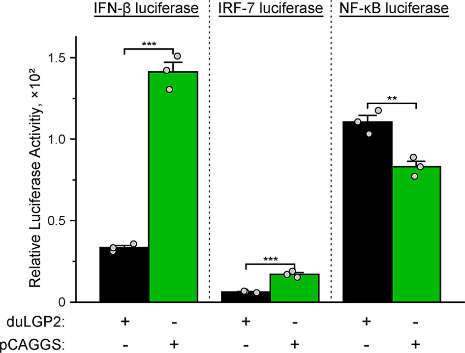 Frontiers | Duck LGP2 Downregulates RIG-I Signaling Pathway Frontiers | Duck LGP2 Downregulates RIG-I Signaling Pathway
