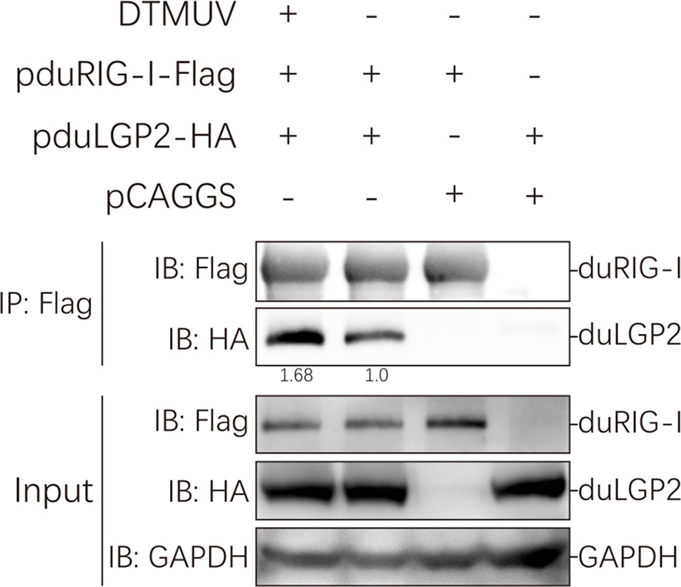 Frontiers | Duck LGP2 Downregulates RIG-I Signaling Pathway Frontiers | Duck LGP2 Downregulates RIG-I Signaling Pathway