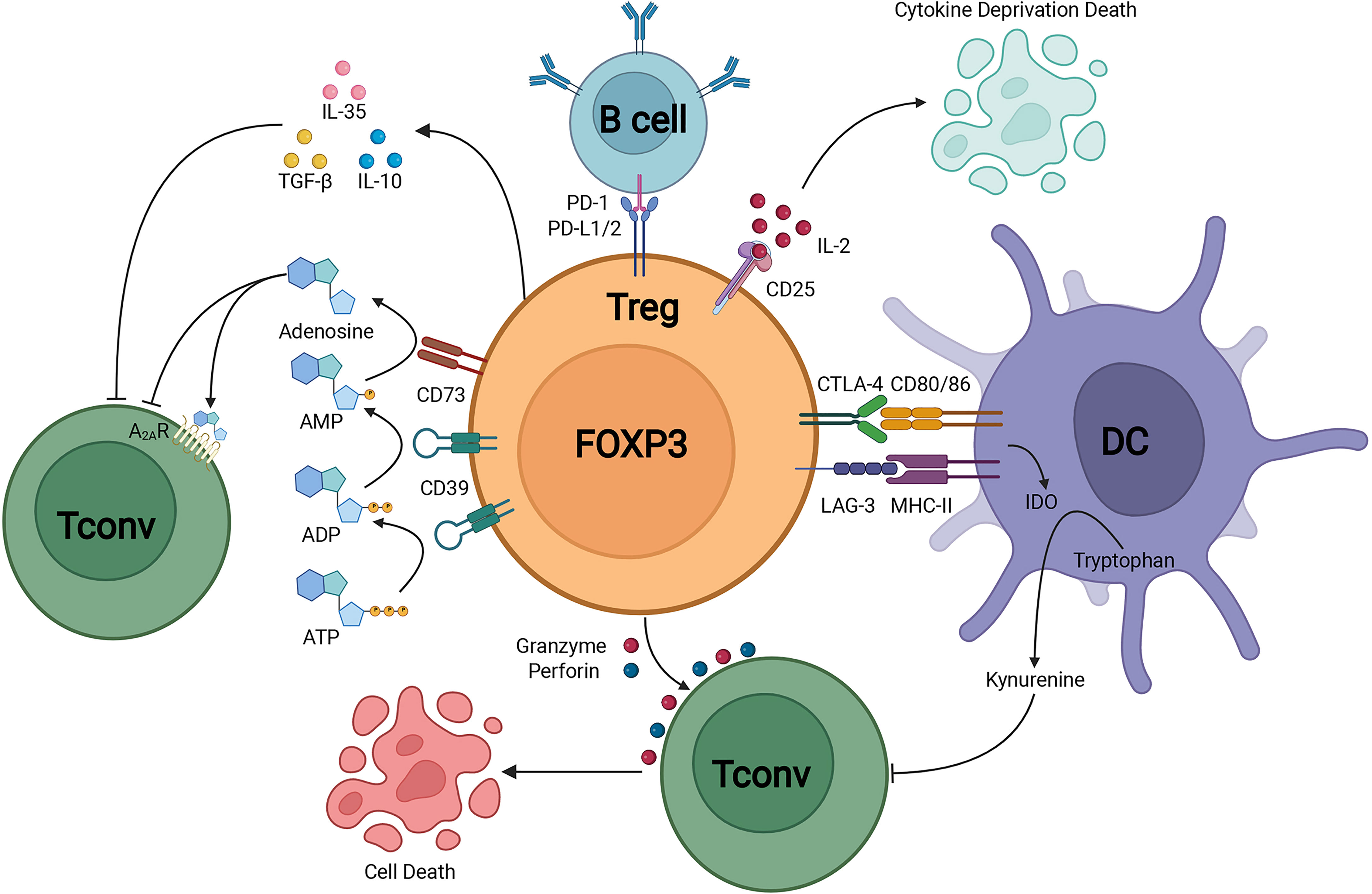 Frontiers | The Dynamic Role of FOXP3+ Tregs and Their Potential 