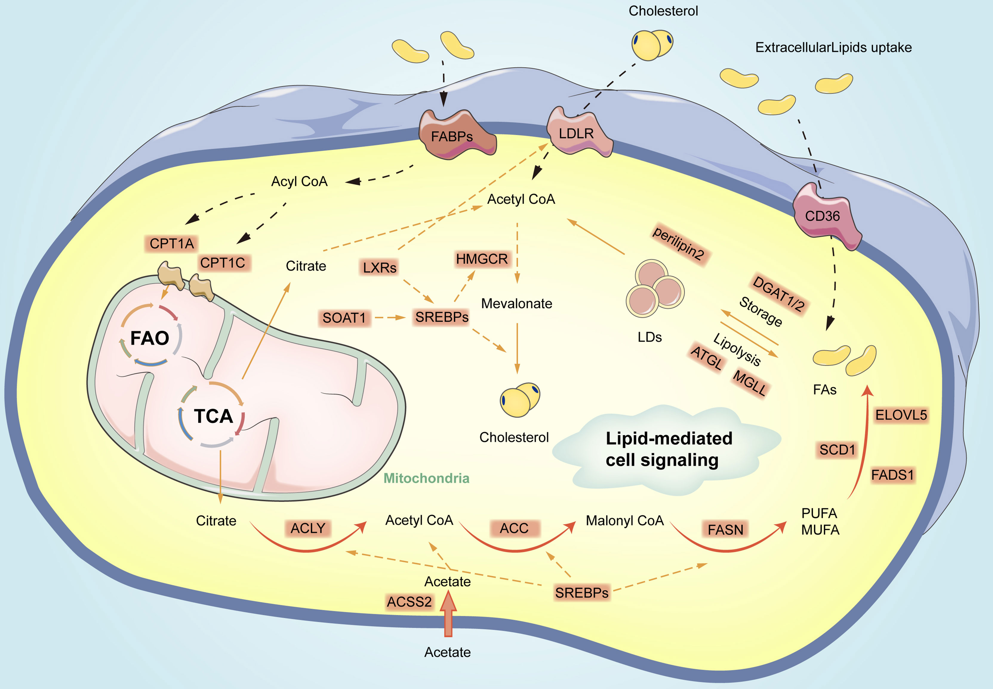 Frontiers | The Role of Lipid Metabolism in Gastric Cancer