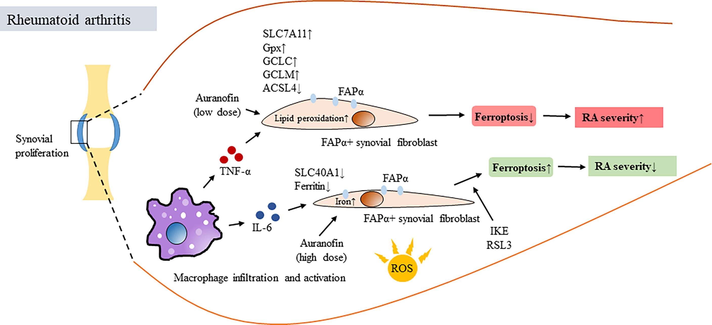 Frontiers | Ferroptosis and Autoimmune Diseases