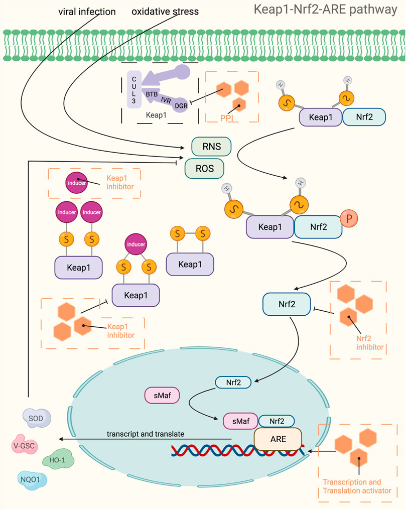Frontiers | Advances in Immunosuppressive Agents Based on Signal 