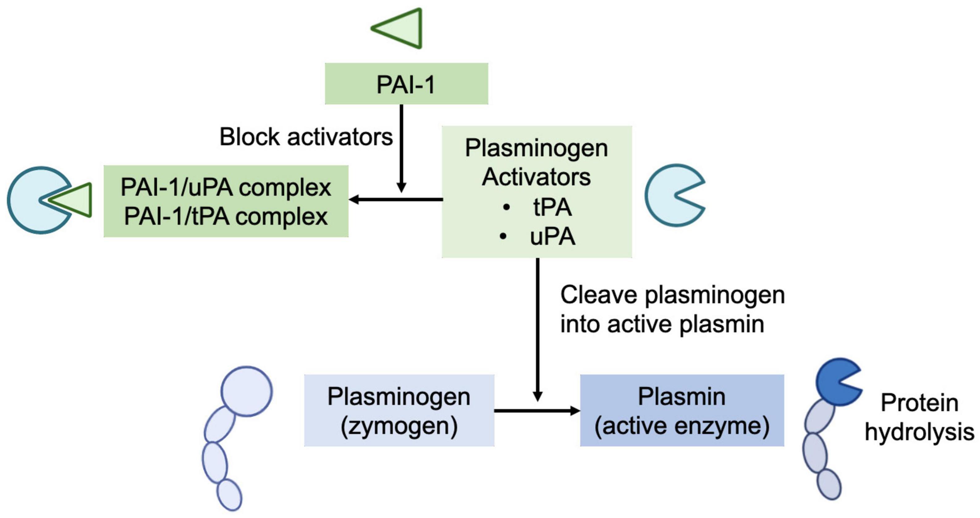 Pai 1 5g 5g. Tissue plasminogen Activator. Ген pai-1 4g. Ингибитор активатора плазминогена 1 pai-1 -675 5g/4g 5g4g. Urokinase features.