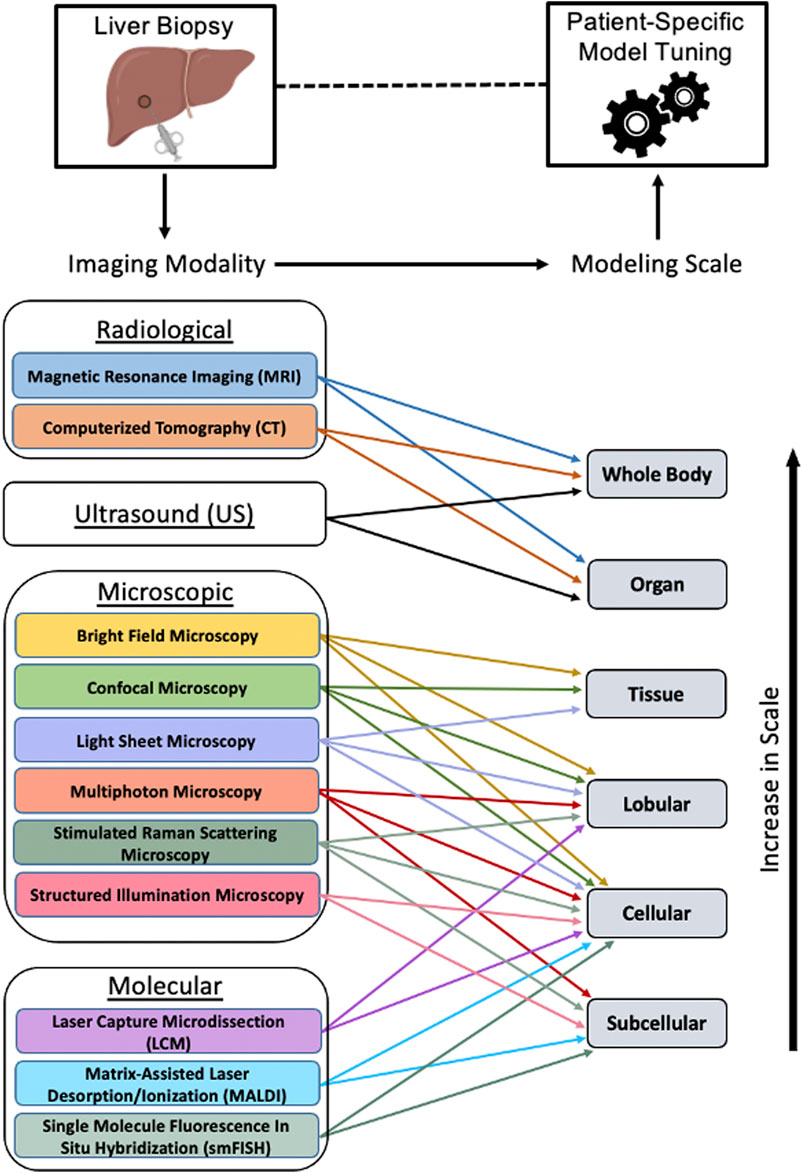 Automated liver tissues delineation techniques: A systematic