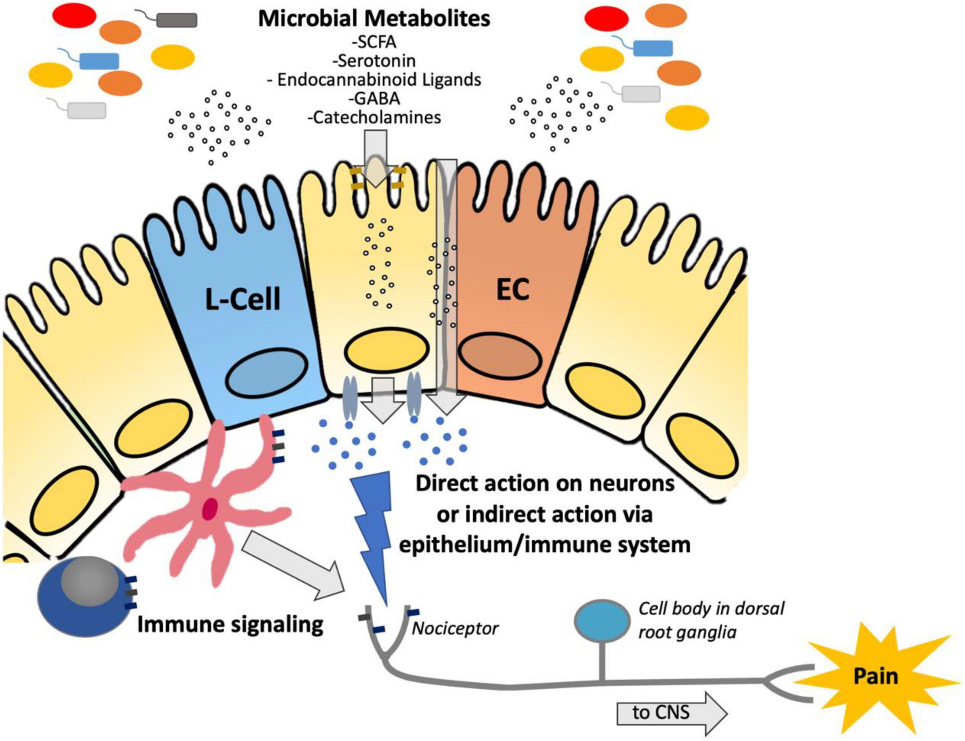 Frontiers Metabolomics The Key to Unraveling the Role of the Microbiome in Visceral Pain Neurotransmission photo