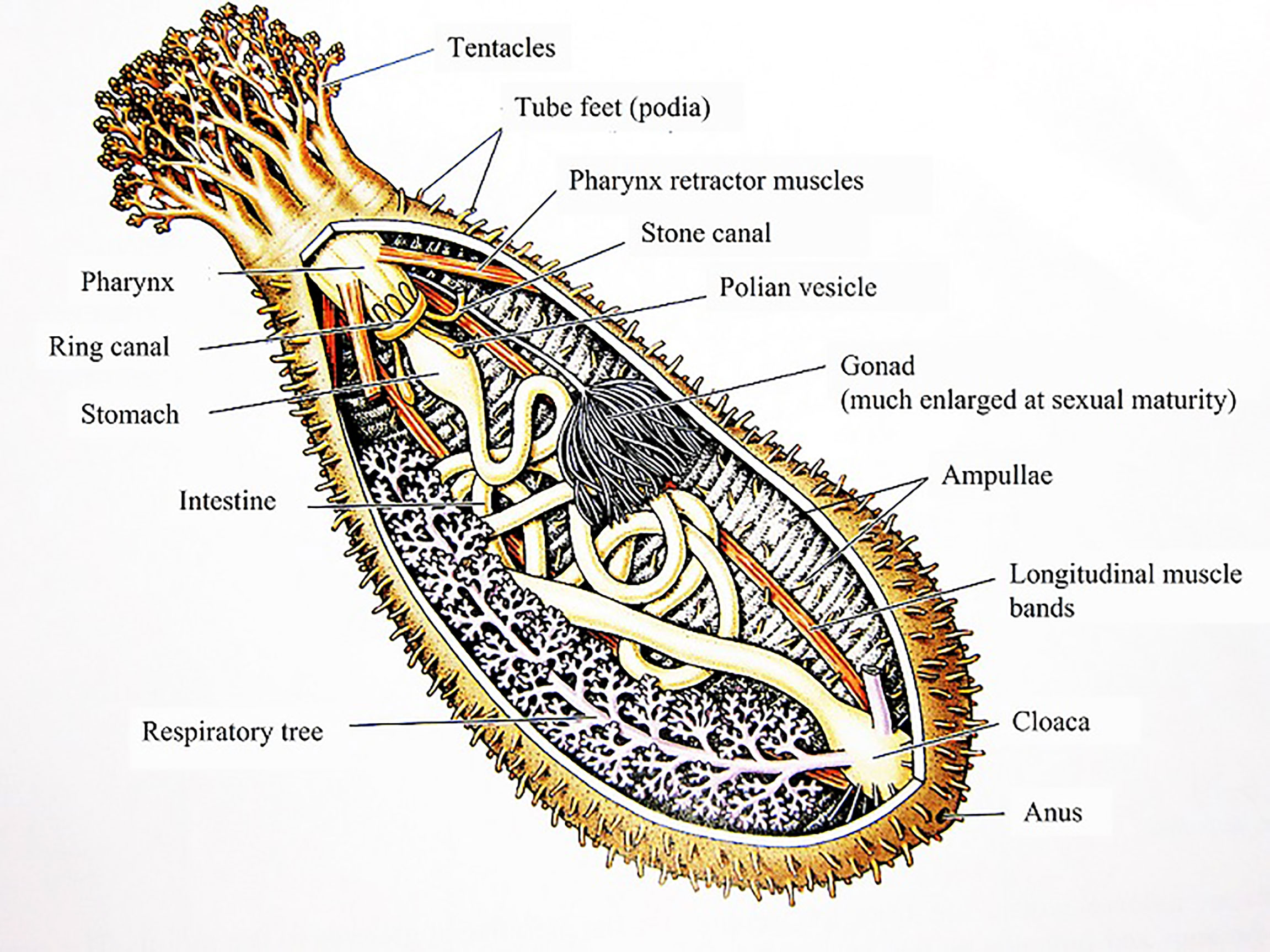 Saponins from Sea Cucumber and Their Biological Activities