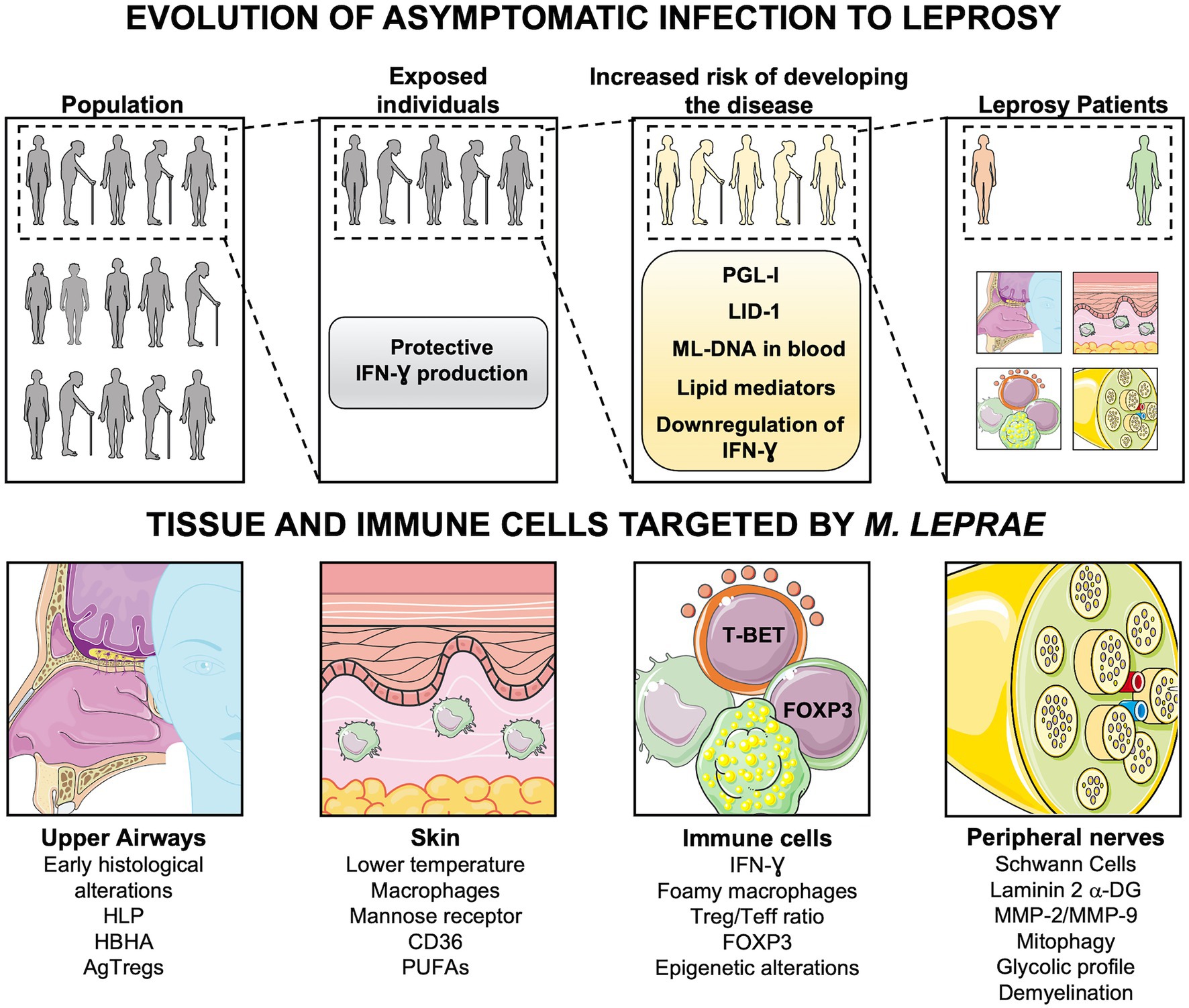 Frontiers | Modulation of the Response to Mycobacterium leprae and