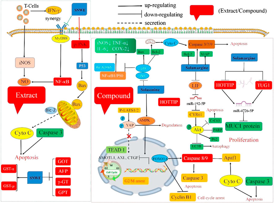 Frontiers  Tetraclinis articulata (vahl) masters: An insight into its  ethnobotany, phytochemistry, toxicity, biocide and therapeutic merits