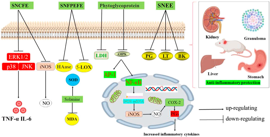 Frontiers  Tetraclinis articulata (vahl) masters: An insight into its  ethnobotany, phytochemistry, toxicity, biocide and therapeutic merits