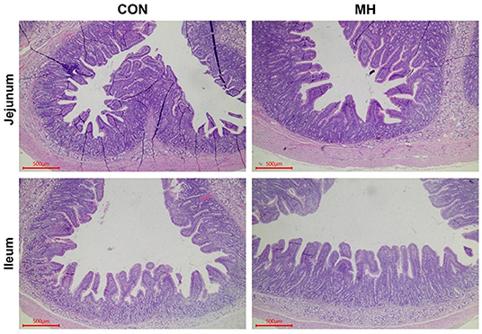 Frontiers | Dietary Supplementation of Limosilactobacillus mucosae 