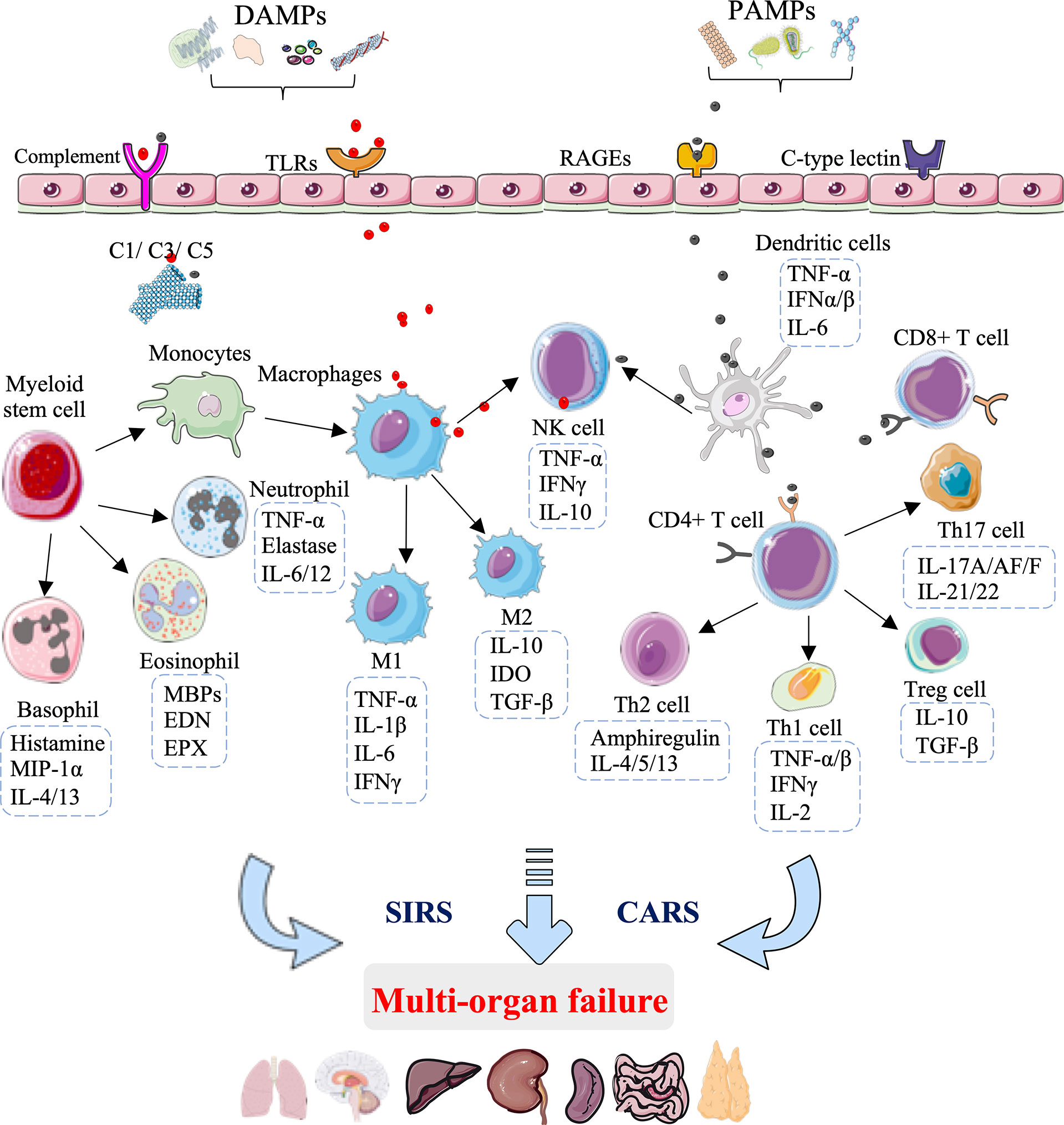 Recombinant Human IL-4 Protein 204-IL-010: R&D Systems