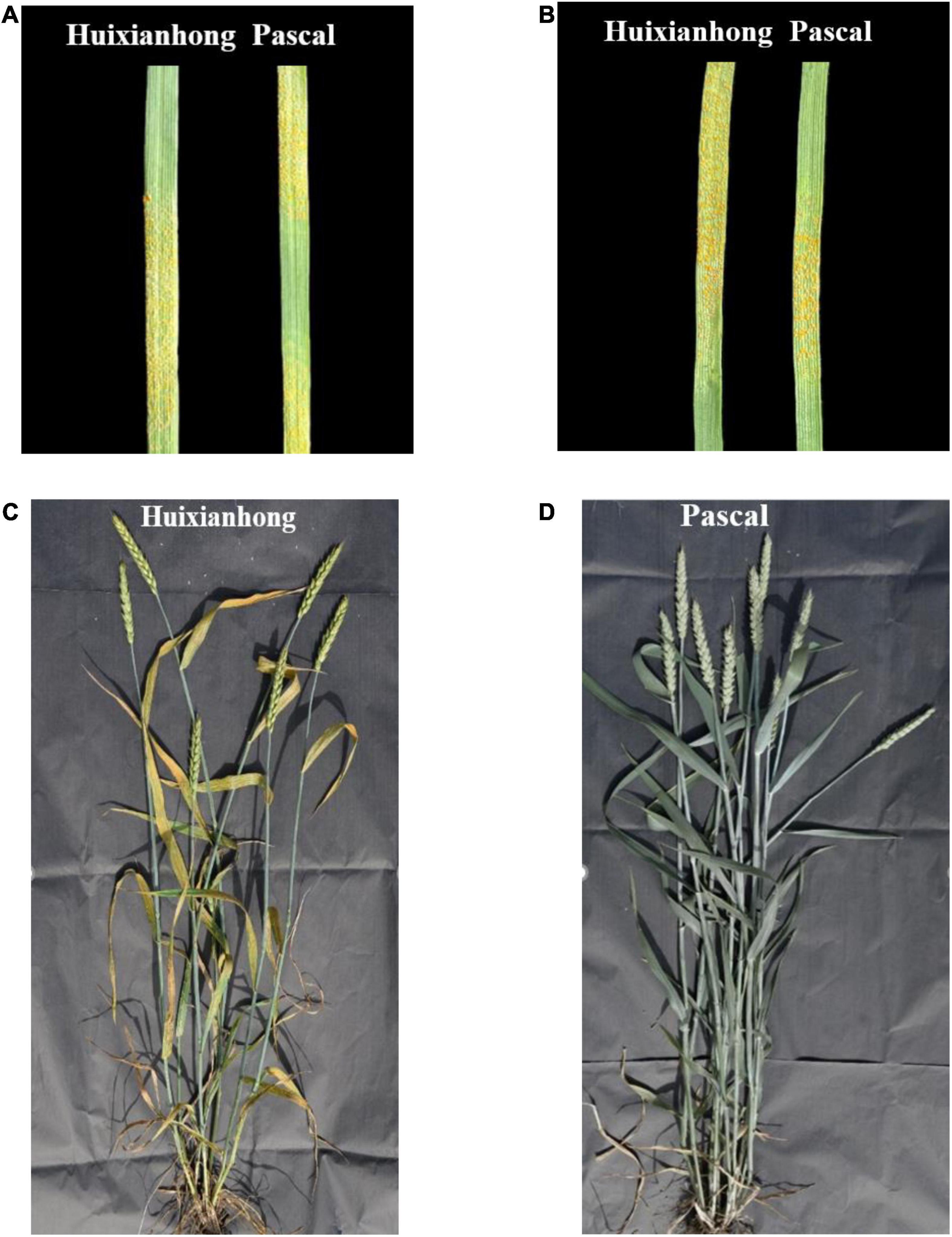 Frontiers  Genetic Analysis of Adult Plant Resistance to Stripe Rust in  Common Wheat Cultivar “Pascal”