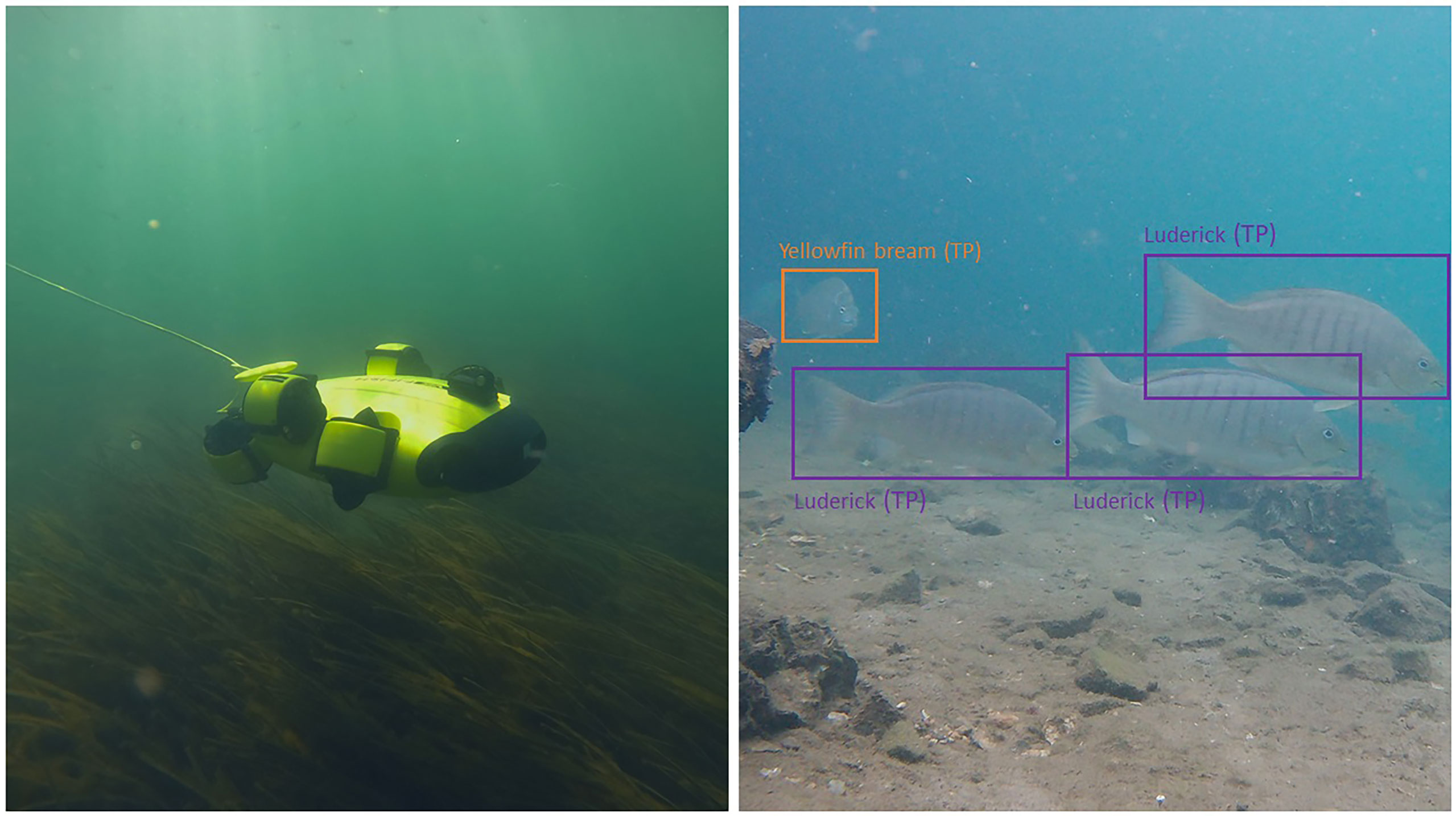 Frontiers  Fish surveys on the move: Adapting automated fish detection and  classification frameworks for videos on a remotely operated vehicle in  shallow marine waters