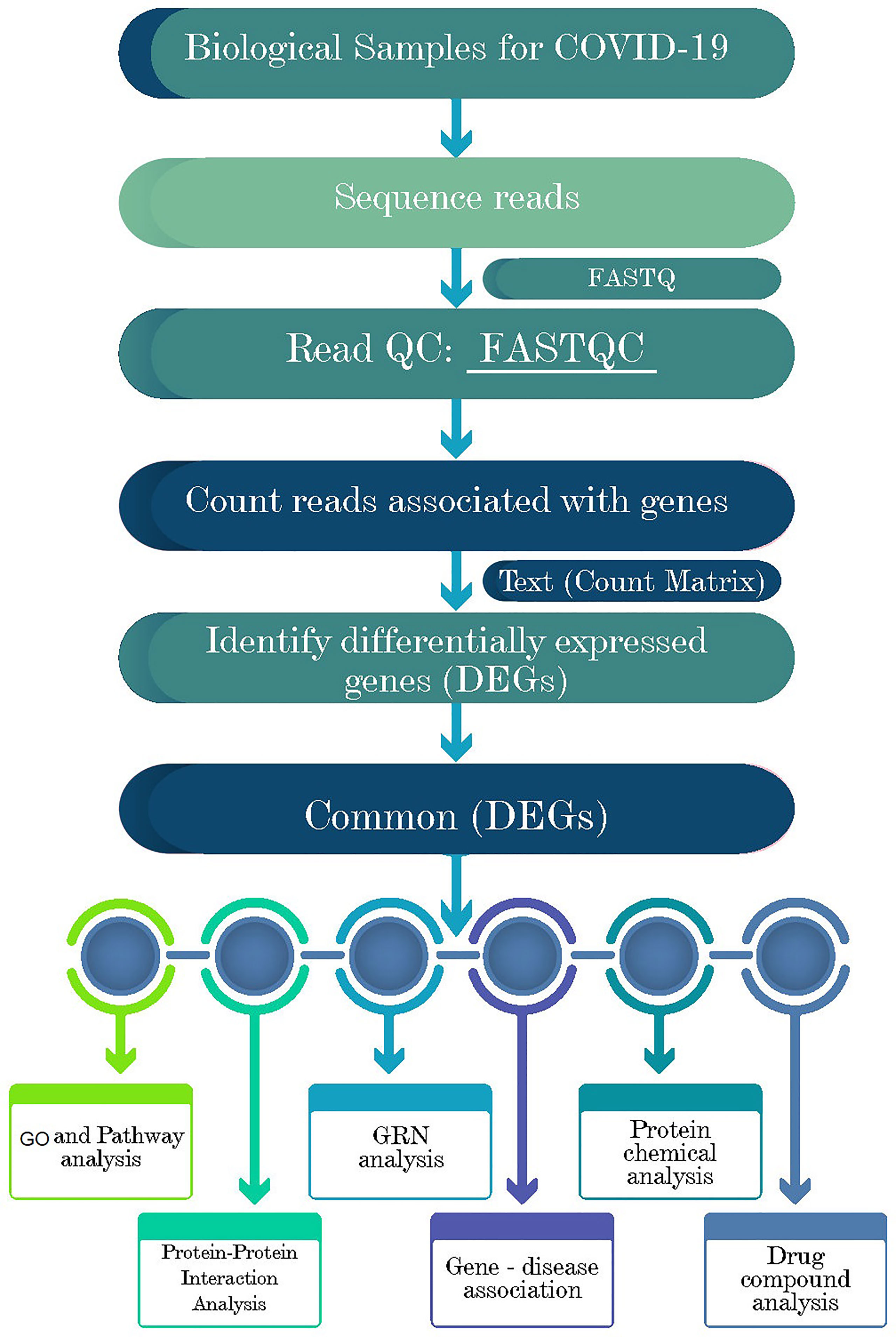 Frontiers  A Bioinformatics Approach to Investigate Structural and  Non-Structural Proteins in Human Coronaviruses