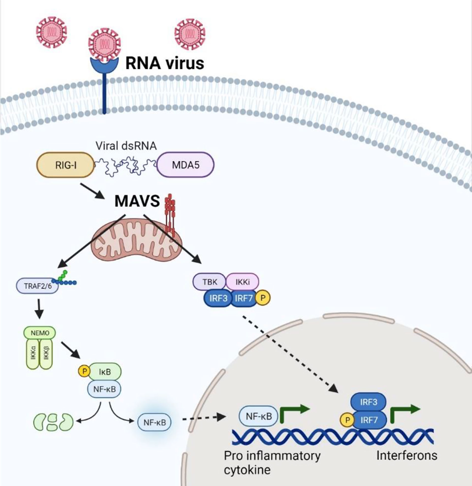 How Zika Virus Evades Antiviral Response of Cells