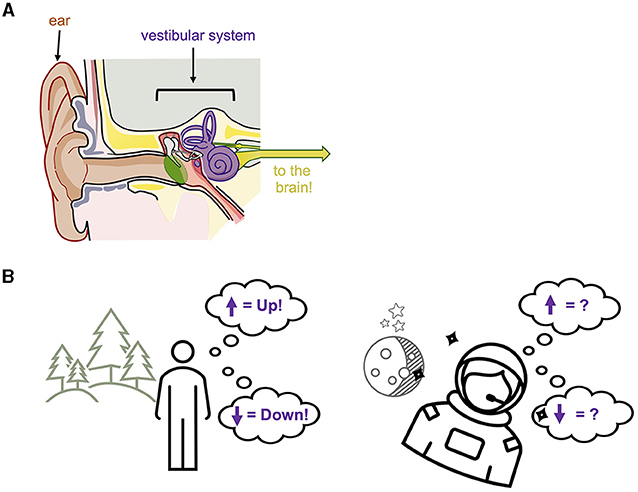 Figure 1 - The vestibular system.