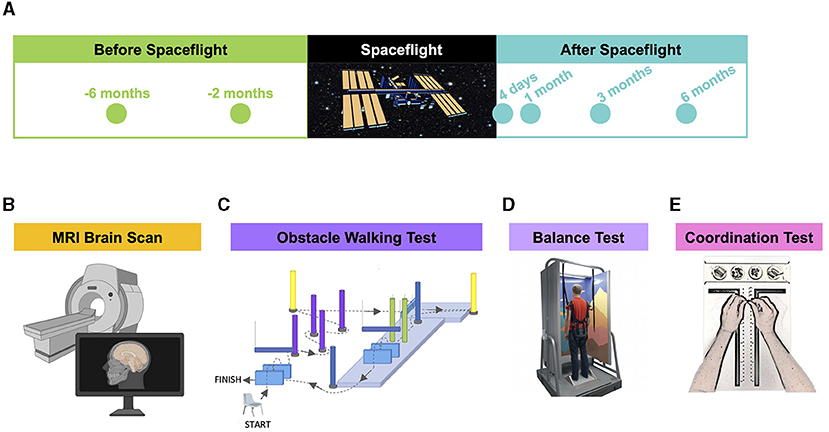 Figure 2 - Timeline and tests.