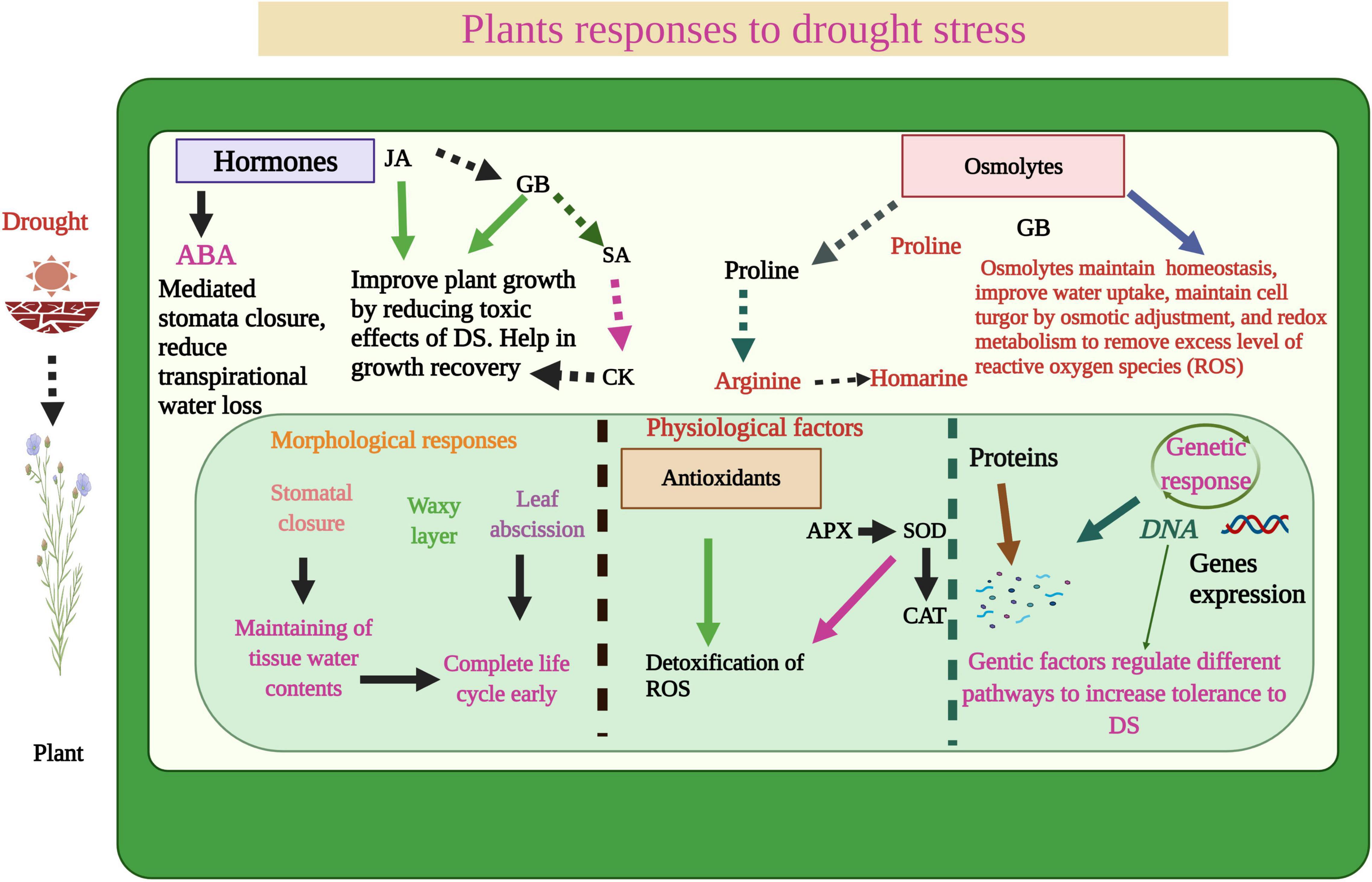 Arbuscular mycorrhizal networks: process and functions. A review