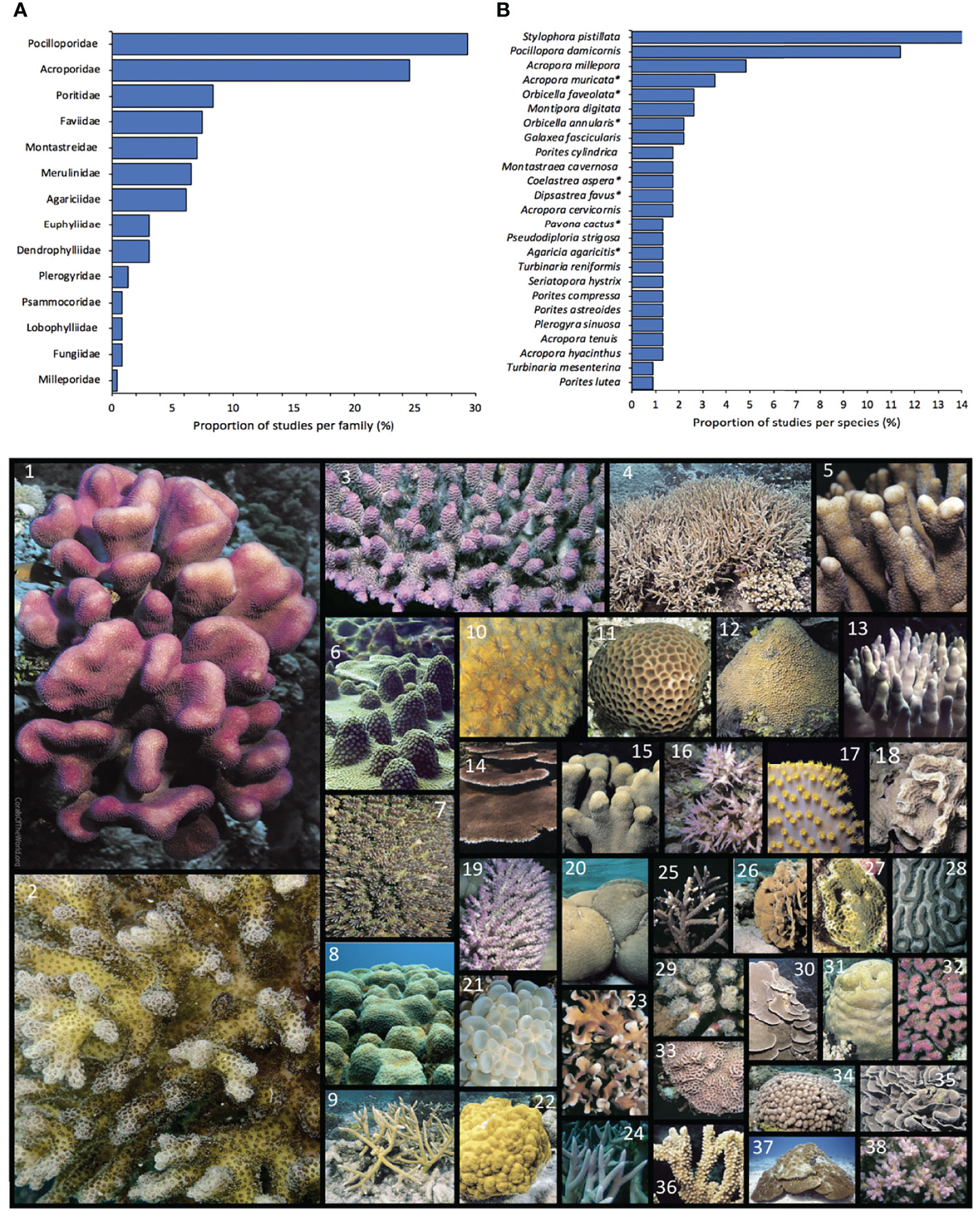Frontiers  The Effects of Shade and Light on Corals in the Context of Coral  Bleaching and Shading Technologies