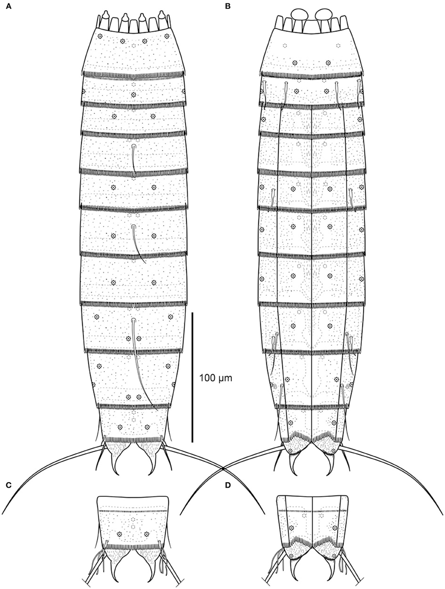 Diagram of mouth cone (gray area), introvert, and placids in