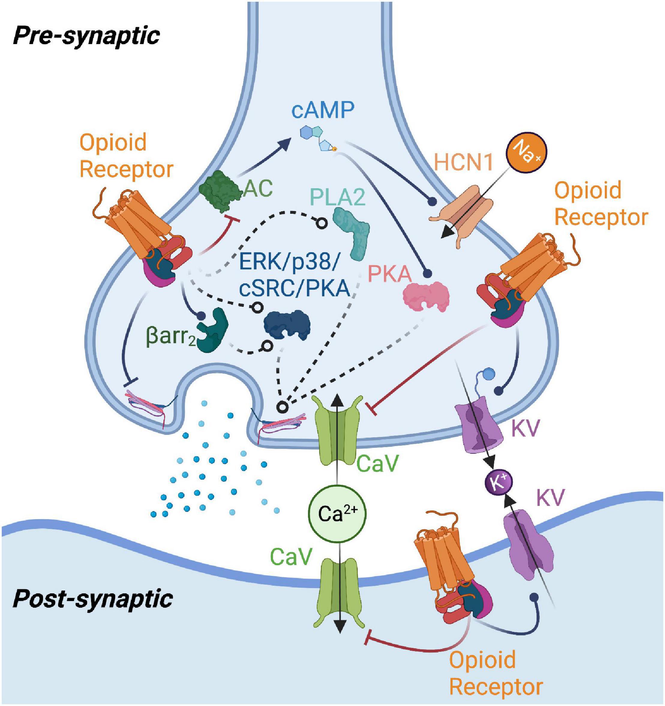 Huh Belichamen tv Frontiers | Opioid Receptor-Mediated Regulation of Neurotransmission in the  Brain