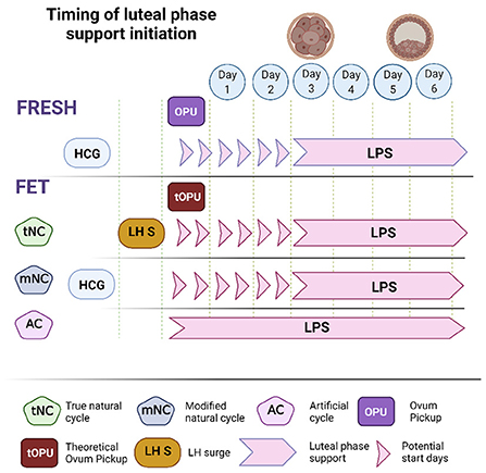Frontiers  Luteal phase support in fresh and frozen embryo transfers