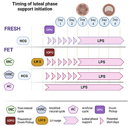 Positive Health Online  Article - Take Control of your Fertility by  Understanding your Luteal Phase