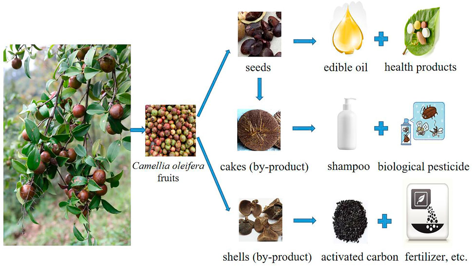 Discover more than 62 camellia oil cake - in.daotaonec