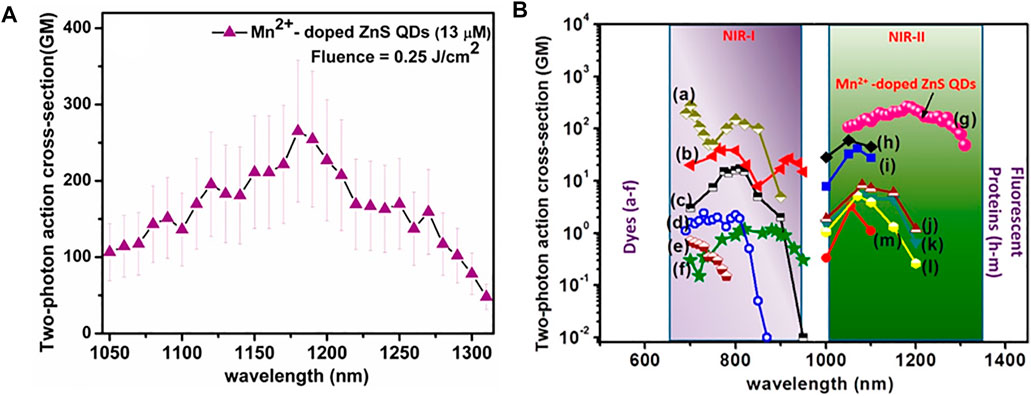 Frontiers | Two-Photon Absorption: An Open Door to the NIR-II Biological  Window?