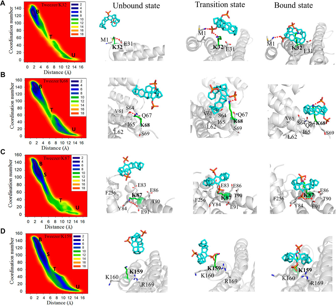 Frontiers  Exploring the Retinal Binding Cavity of