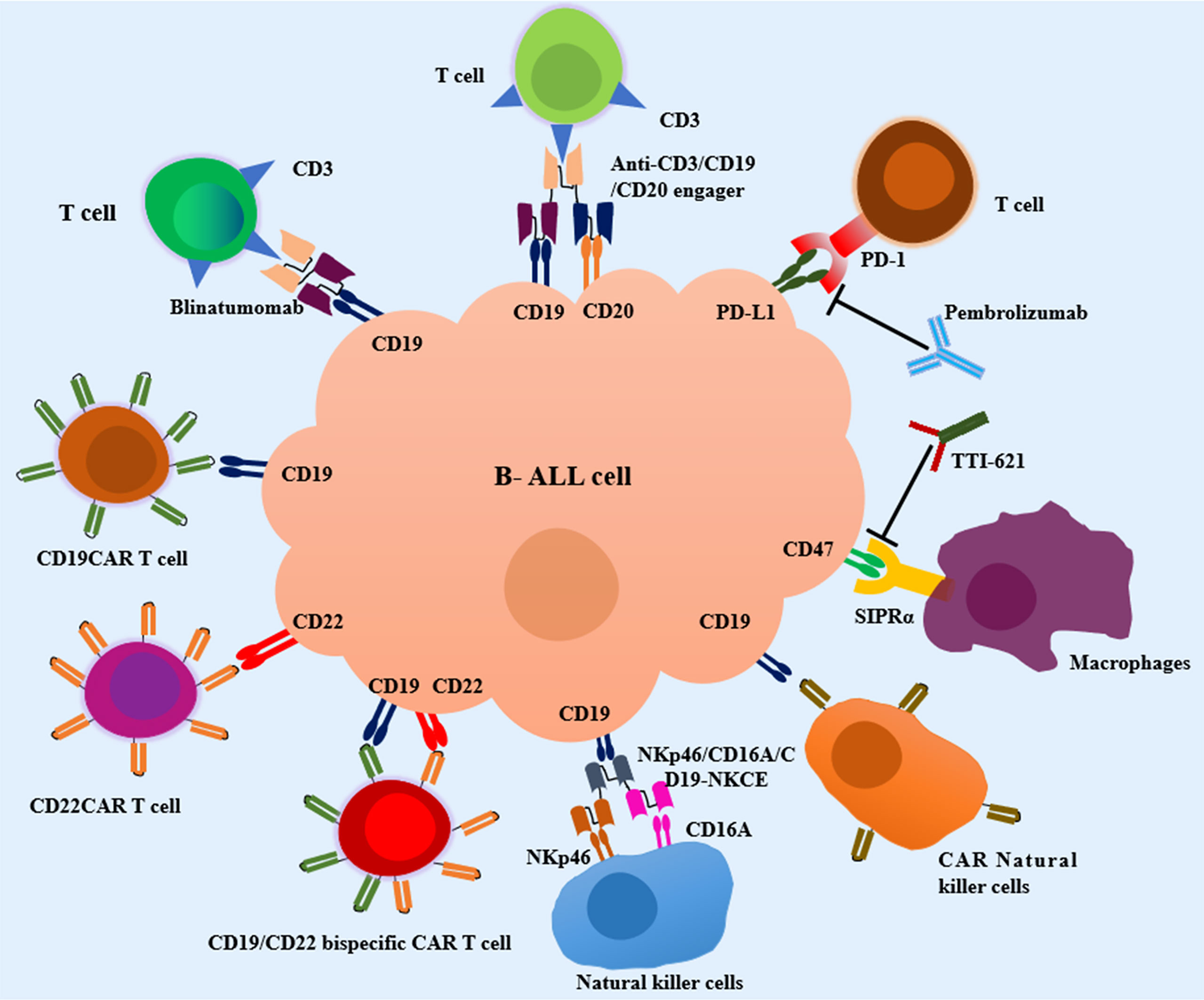 future research for leukemia